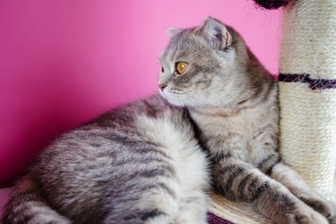 Şirin komik kedi pembe arka planda bir kazıyıcıyla oynuyor..