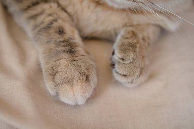 Yatağın üzerindeki Kedi Pençesi 'ni kapat. Tatlı Rüya Konsepti.