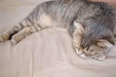 Yatakta uyuyan sevimli gri kedi. Kedi Yüzlü Kapalı Kedi Gözler Yakından.