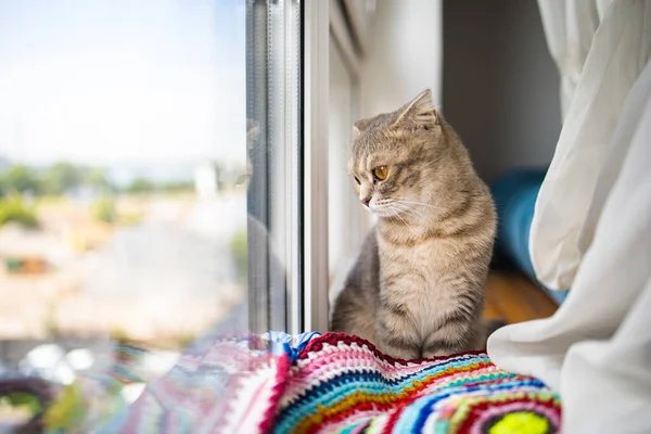 Gato Cinzento Pequeno Bonito Com Olhos Amarelos Olhando Para Cima — Fotografia de Stock