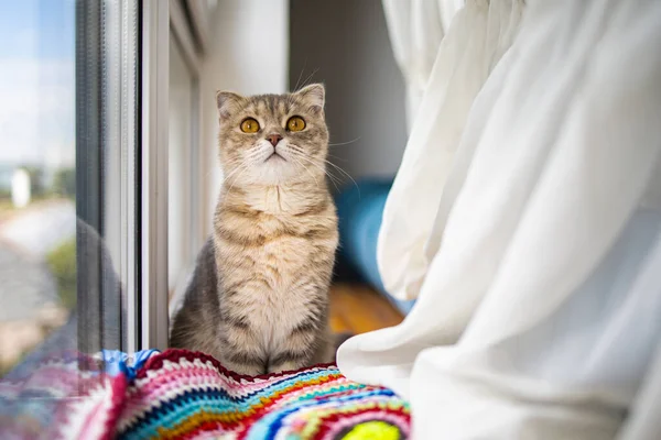 Niedliche Kleine Graue Katze Mit Gelben Augen Die Der Nähe — Stockfoto