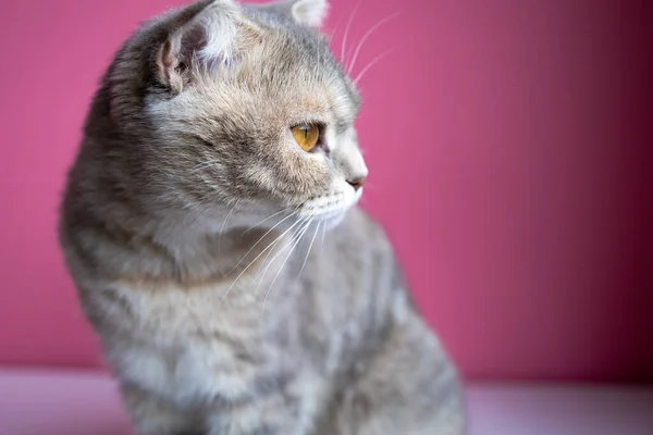 Studio Fotografering Ett Porträtt Vacker Katt Med Ett Sött Ansikte — Stockfoto