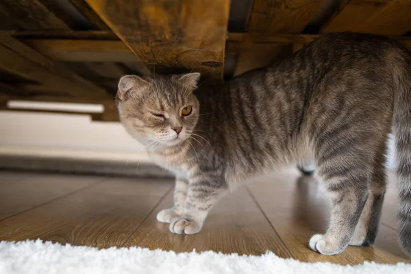 Retrato Gato Bonito Com Rosto Bonito Durante Dia Casa — Fotografia de Stock