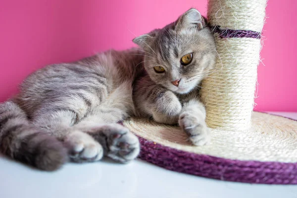 Χαριτωμένη Αστεία Γάτα Παίζει Μια Ξύστρα Ροζ Φόντο — Φωτογραφία Αρχείου