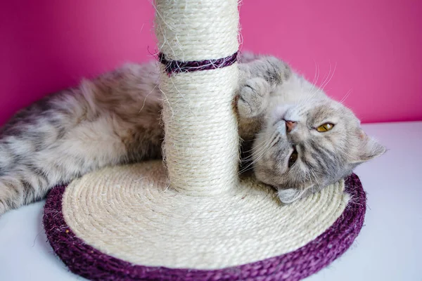 Lindo Gato Divertido Está Jugando Con Rascador Sobre Fondo Rosa — Foto de Stock