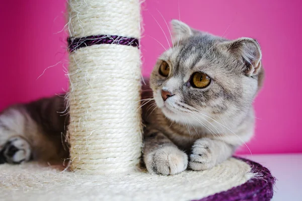 Lindo Gato Divertido Está Jugando Con Rascador Sobre Fondo Rosa — Foto de Stock