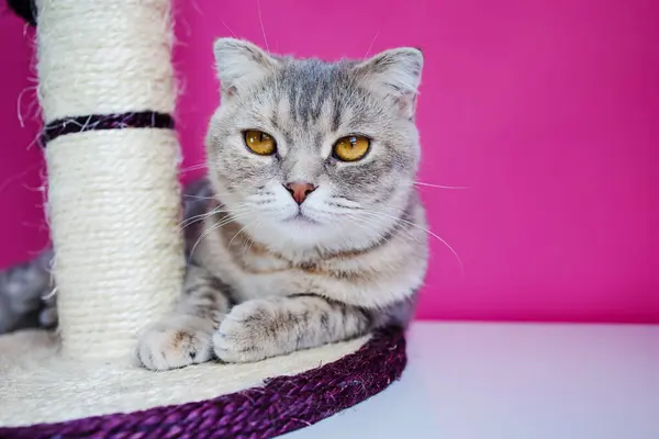 Lindo Gato Divertido Está Jugando Con Rascador Sobre Fondo Rosa — Foto de Stock