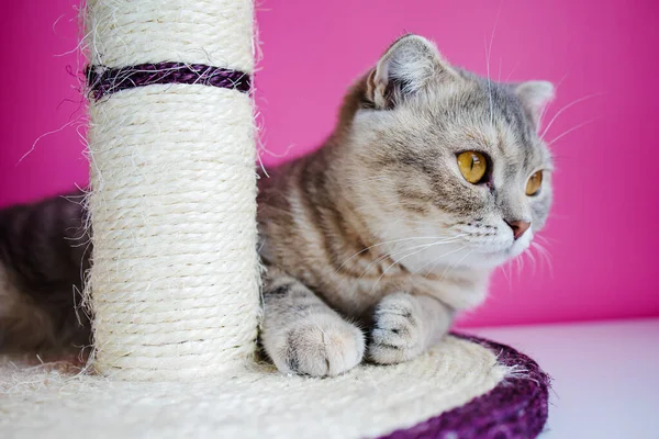 Cute Funny Cat Jest Gra Scratcher Różowym Tle — Zdjęcie stockowe