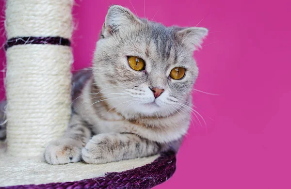 Lindo Gato Divertido Está Jugando Con Rascador Sobre Fondo Rosa — Foto de Stock