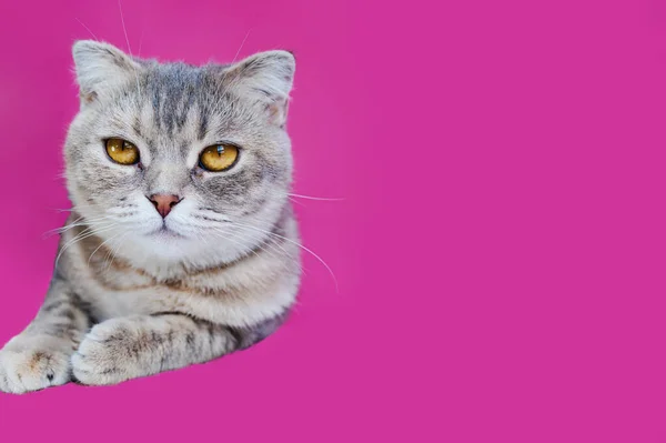 コピースペース付きピンクの背景にカメラを見る小さなタブ子猫 ピンクの背景に隔離された灰色の猫のスタジオショット — ストック写真
