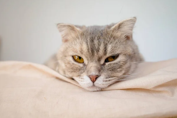 Retrato Gato Bonito Com Rosto Bonito Durante Dia Casa — Fotografia de Stock