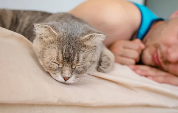 ベッドの上で寝るかわいいグレーの猫 猫顔を閉じた猫の目のクローズアップ — ストック写真