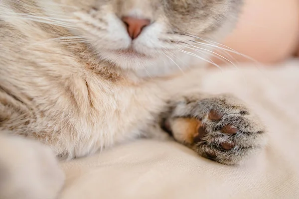 ベッドの上で猫の足を閉じます 甘い夢のコンセプト — ストック写真