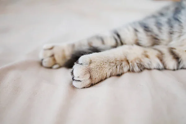 Feche Patas Gato Cama Conceito Sonho Doce — Fotografia de Stock