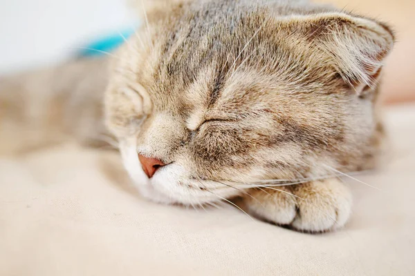 Carino Gatto Grigio Che Dorme Sul Letto Viso Gatto Occhi — Foto Stock