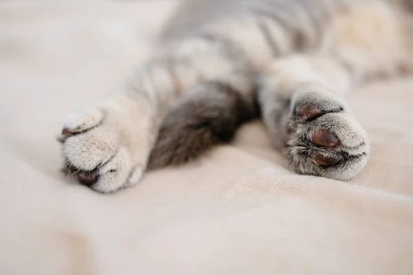 Close Cat Paws Bed Sweet Dream Concept — Stock Photo, Image