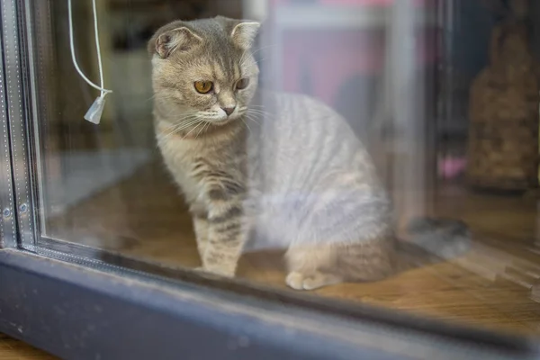 Niedliche Kleine Graue Katze Mit Gelben Augen Liegt Fensternähe — Stockfoto