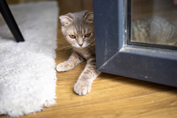 Cute Little Grey Cat Żółtymi Oczami Leży Pobliżu Okna — Zdjęcie stockowe