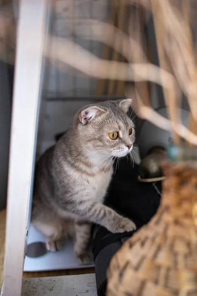 Ett Porträtt Vacker Katt Med Ett Sött Ansikte Dagen Hemma — Stockfoto