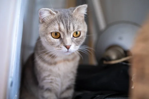 Retrato Hermoso Gato Con Una Cara Linda Día Casa — Foto de Stock