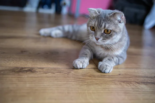 Retrato Gato Bonito Com Rosto Bonito Durante Dia Casa — Fotografia de Stock