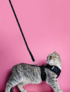 Tasmalı sevimli küçük evcil kedi Pembe arka planda.