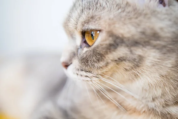 Мила Шотландська Кішка Жовтими Очима Портрет Вдома Крупним Планом — стокове фото