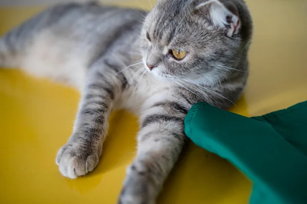 Śmieszny Kot Szary Kot Domowe Zwierzę Żółtym Tle Kopiuj Przestrzeń — Zdjęcie stockowe