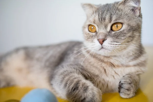 Słodki Szkocki Kot Żółtymi Oczami Portret Domu Zbliżenie — Zdjęcie stockowe