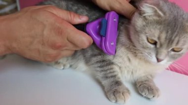 Gri Kedi Tüyleri Azalsın diye Bakımlı bir fırçayla taranır.