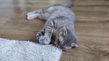 Oyuncak Kedi, Gri Kedi, Ahşap Zemin Üzerinde Ev Hayvanları.