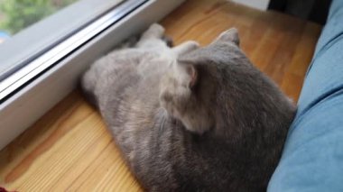 İngiliz Yalanları ve Yalakaları Kedisi. Bir kedi kendi başının çaresine bakar. Güzel Kedi Yıkama, Kendini Yalama