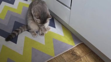 İngiliz Yalanları ve Yalakaları Kedisi. Bir kedi kendi başının çaresine bakar. Güzel Kedi Yıkama, Kendini Yalama