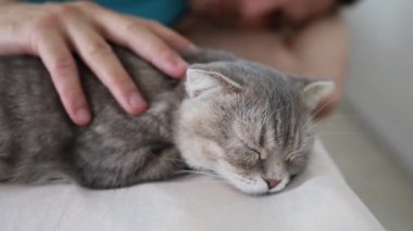 Elle Dokunma Uyuyan İskoç Kedisi