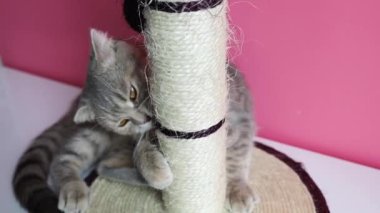 Şirin komik kedi pembe arka planda bir kazıyıcıyla oynuyor..