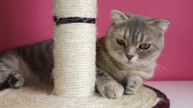 Şirin komik kedi pembe arka planda bir kazıyıcıyla oynuyor..