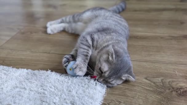 Gato Divertido Jugando Con Juguete Gato Gris Animal Doméstico Piso — Vídeos de Stock
