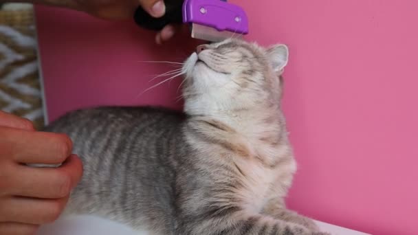 Gato Gris Peina Con Cepillo Aseo Para Reducir Derramamiento — Vídeo de stock