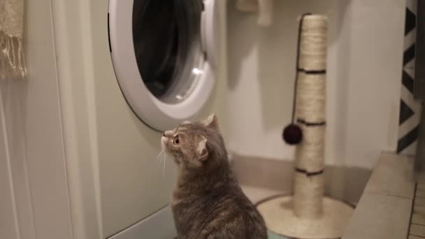Gato Joven Mirando Tambor Lavadora — Vídeos de Stock