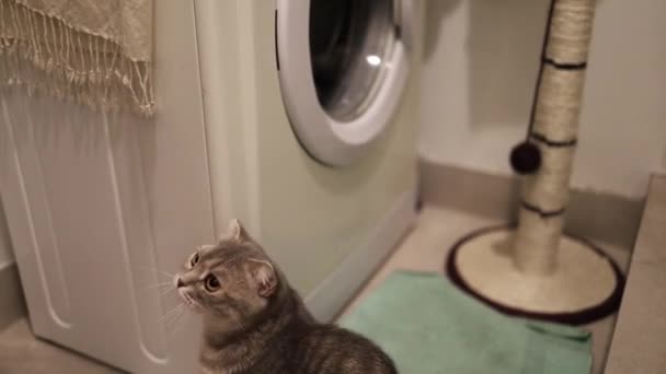 Gato Joven Mirando Tambor Lavadora — Vídeos de Stock