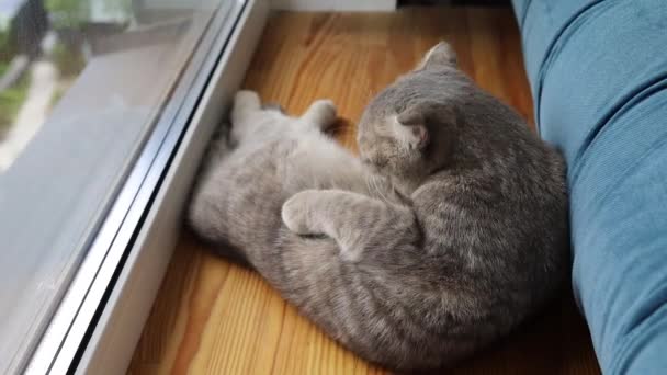 英国の繁殖地の猫は嘘をつき 舐める 猫が世話をする 美しいかわいい猫の洗濯 それ自体を舐め — ストック動画