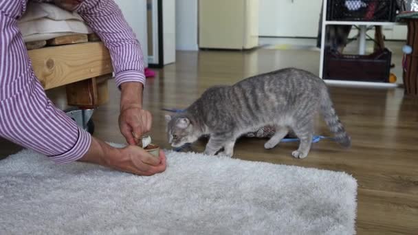 灰色の猫はビタミンを食べる 病気の悲しい猫に薬を与える男 動物用の医薬品と合成ビタミン — ストック動画