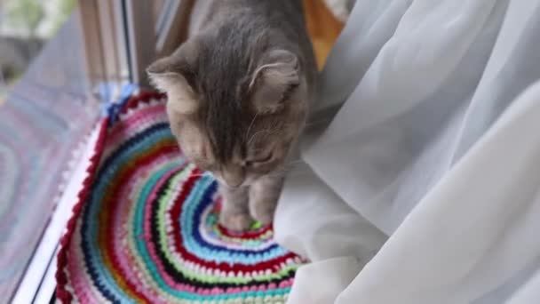Gato Divertido Jugando Casa Gato Gris Animales Domésticos Cerca Ventana — Vídeo de stock