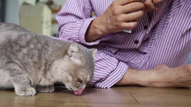 Gray Cat Eats Vitamins Man Giving Pill Sick Sad Cat — Stock Video