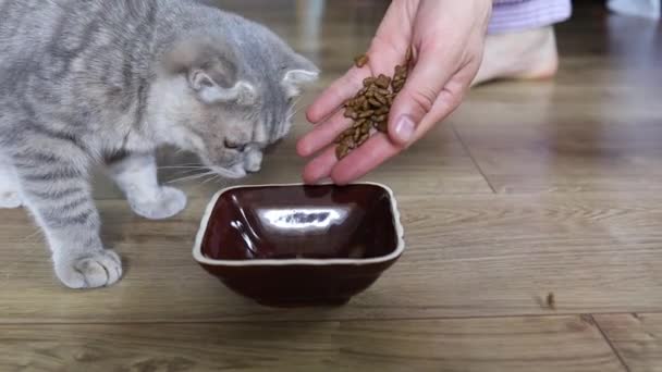 灰色の子猫は自宅でボウルから食べ物を食べる — ストック動画