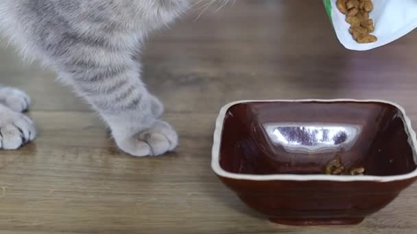 灰色の子猫は自宅でボウルから食べ物を食べる — ストック動画