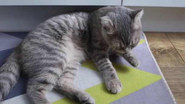 Кошка Британской Породы Лжет Лизает Кот Заботится Себе Симпатичное Мытье — стоковое видео
