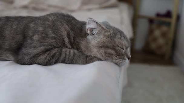 Портрет Красивой Кошки Милым Лицом Днем Уютном Доме — стоковое видео