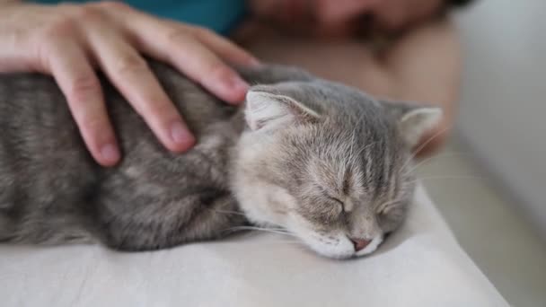 Ręka Dotknąć Scottish Fold Cat Sleeping — Wideo stockowe
