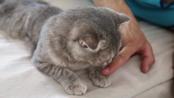 Ręka Dotknąć Scottish Fold Cat Sleeping — Wideo stockowe